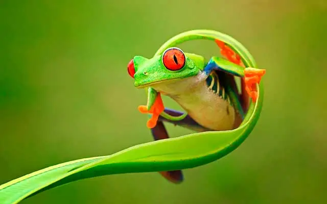 Imagen a color elegida para crear una litofania 3D