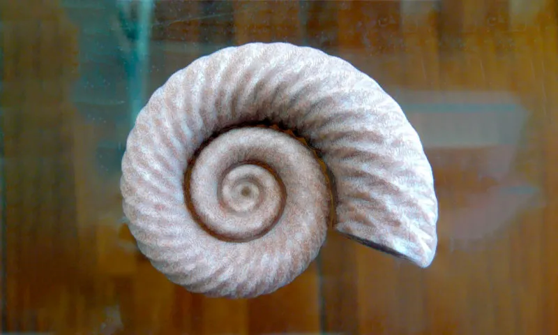 Fosil de Amonita impresa en 3D