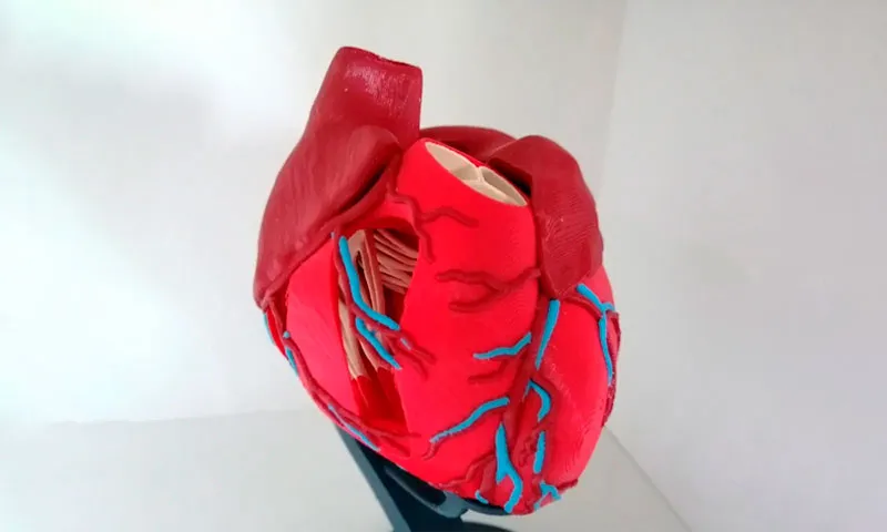 Impresión 3D en las Escuelas - Corazón anatómico